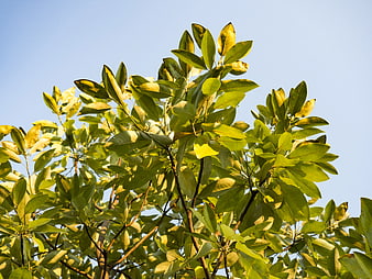 Sunlit Green Tree Leaves Against Clear Blue Sky