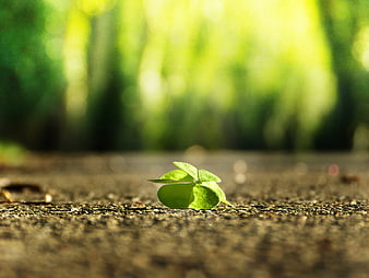 Lucky four-leaf clover on textured ground with bokeh background