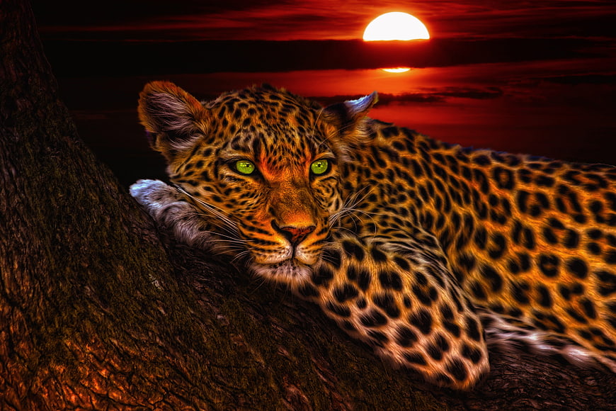 Leopard resting on tree branch at sunset
