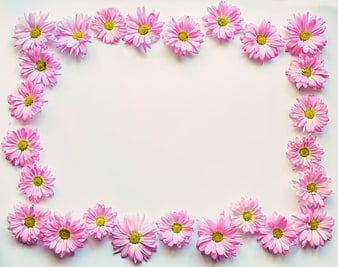 Pink Daisies Floral Border Frame on White Background