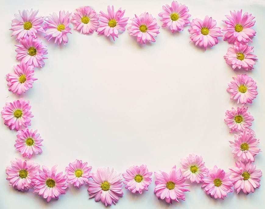 Pink Daisies Floral Border Frame on White Background