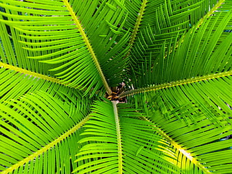 Vibrant Green Palm Fronds Close-Up Pattern