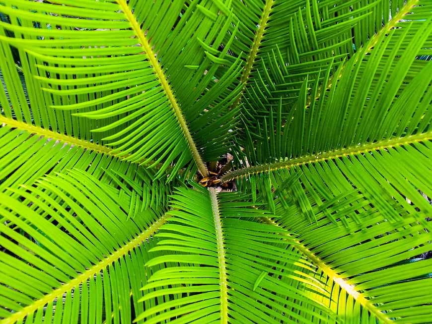 Vibrant Green Palm Fronds Close-Up Pattern