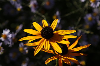 Close-up of vibrant yellow black-eyed susan flowers in sunlight