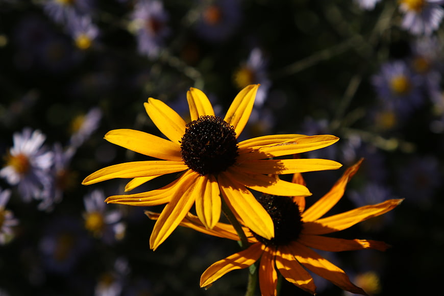 Close-up of vibrant yellow black-eyed susan flowers in sunlight