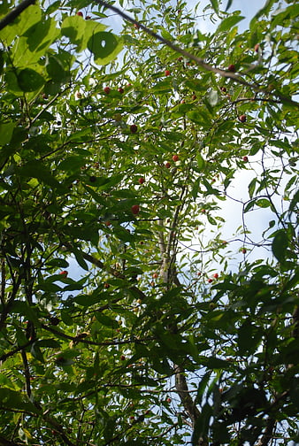 Guachocote Tree With Red Berries And Green Leaves