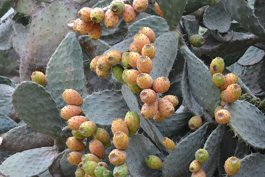 Prickly Pear Cactus with Ripe Orange and Green Fruits