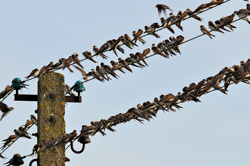 Flock of Swallows Perched on Power Lines