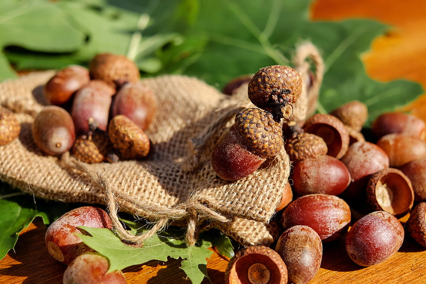 Autumn Acorns in Burlap Sack with Oak Leaves