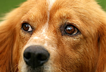 Close-up portrait of a golden dog with expressive brown eyes