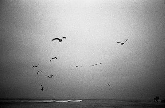 Black and white film photo of seagulls flying over ocean waves