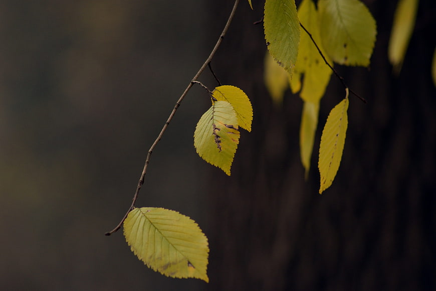 Yellow autumn leaves on a branch against dark background