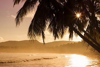 Golden Sunset Through Palm Trees on Tropical Beach