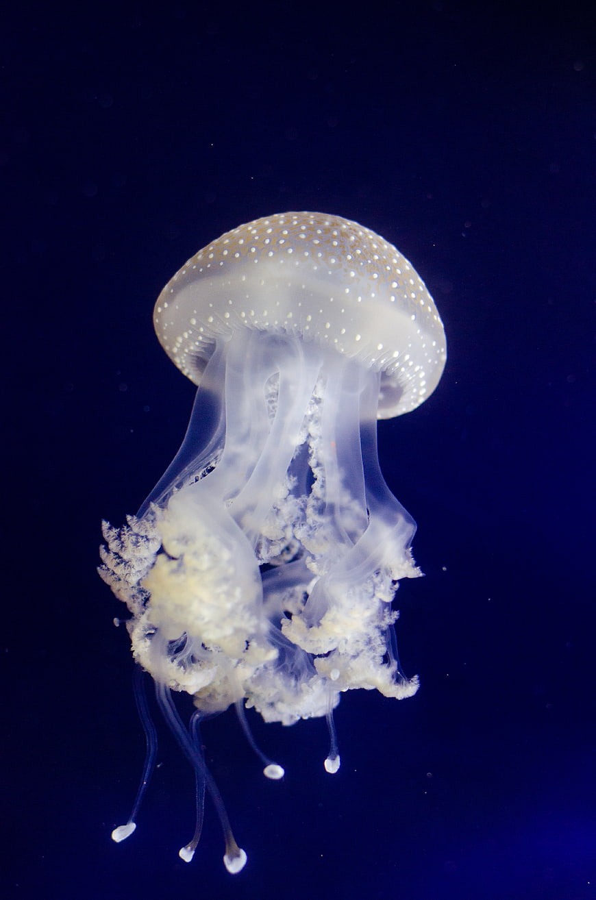 Spotted Jellyfish Floating in Deep Blue Ocean Water