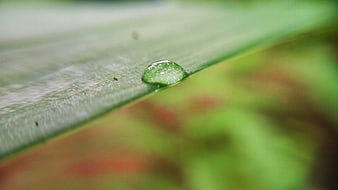 Macro water droplet on green leaf with blurred background