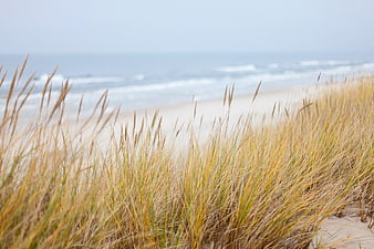 Golden Beach Grass with Blurred Ocean Background
