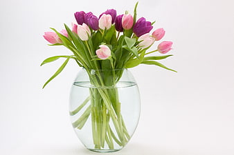 Pink and Purple Tulips in Clear Glass Vase on White Background