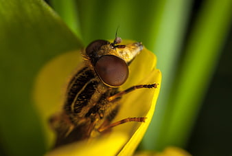 Macro close-up of a hoverfly on a yellow flower petal