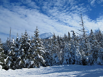 Snow-covered pine trees with mountain peak and blue sky