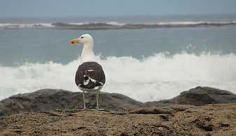 Seagull Standing on Rocky Shore with Ocean Waves
