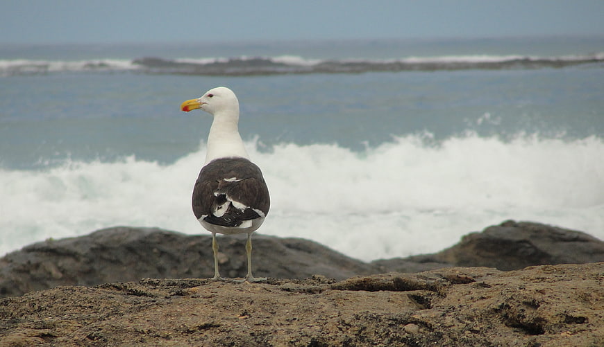 Seagull Standing on Rocky Shore with Ocean Waves