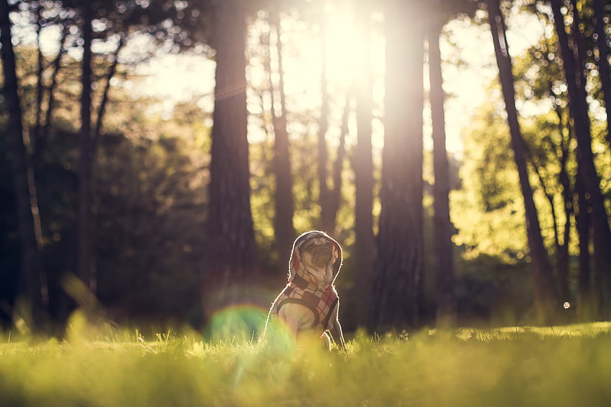 Cute pug in plaid hoodie sitting in sunlit forest