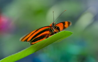 Orange and Black Butterfly on Green Leaf