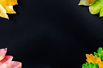 Autumn Leaves Border on Black Background with Copyspace