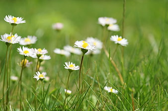 White Daisies Blooming in Green Grass Field