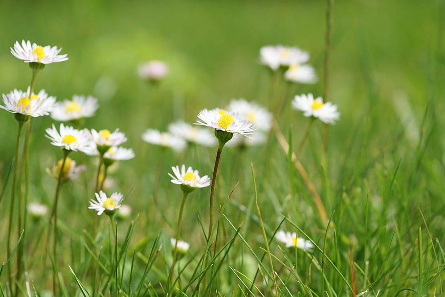 White Daisies Blooming in Green Grass Field