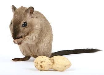 Gerbil eating peanut on white background