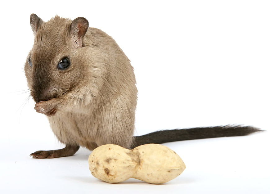 Gerbil eating peanut on white background
