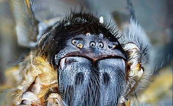 Extreme Macro Close-Up of Jumping Spider Face