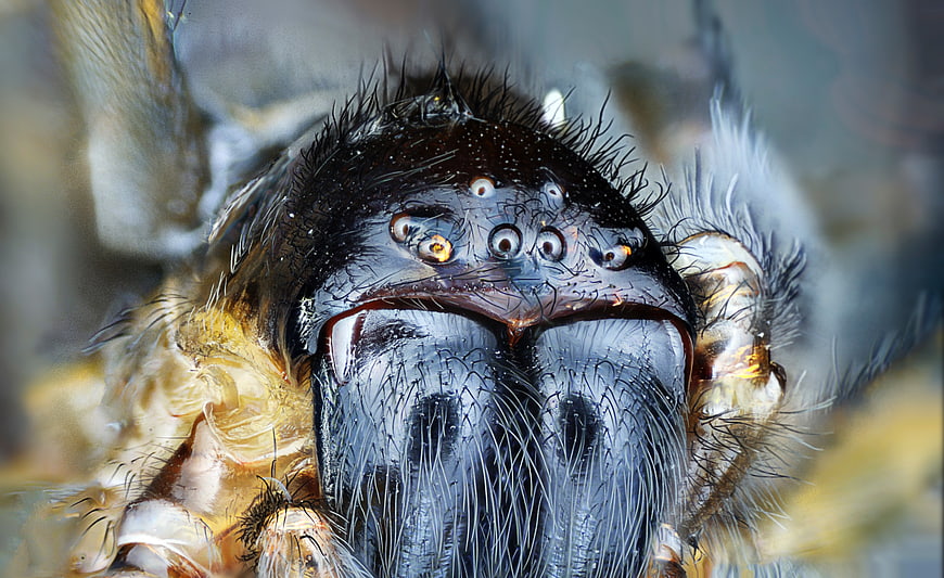 Extreme Macro Close-Up of Jumping Spider Face