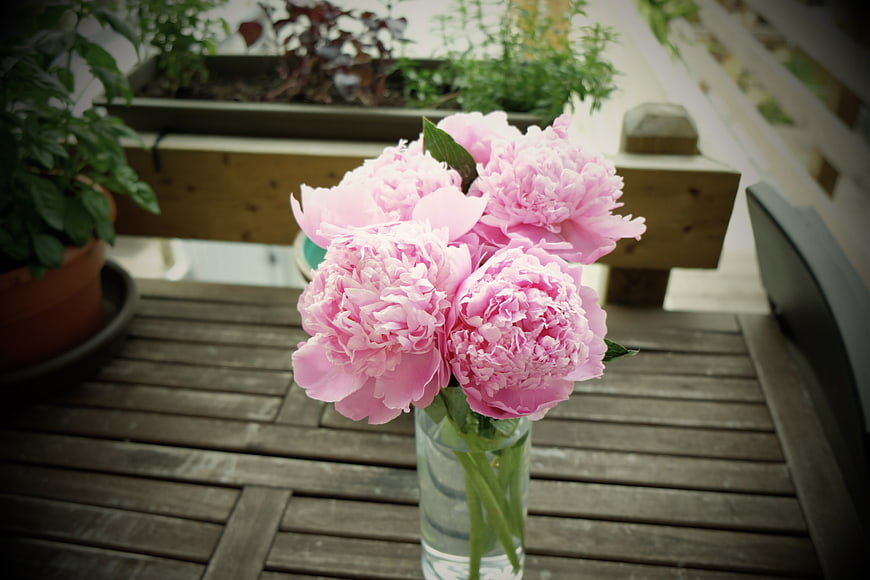 Pink Peonies in Glass Vase on Wooden Deck