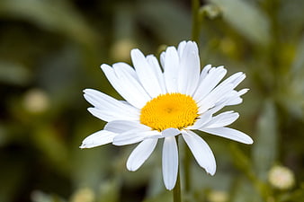 Close-up of a White Daisy with Yellow Center