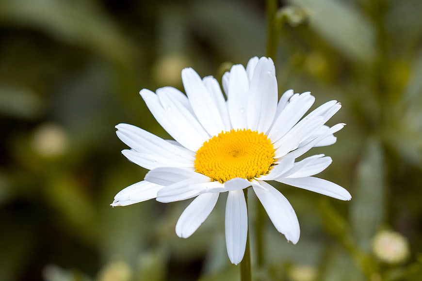 Close-up of a White Daisy with Yellow Center
