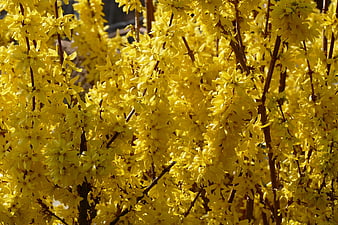 Vibrant Yellow Forsythia Bush in Full Spring Bloom