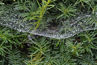 Close-up of spider web with water droplets on green pine needles