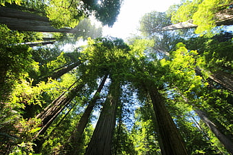 Looking Up At Giant Redwood Trees In A Lush Green Forest