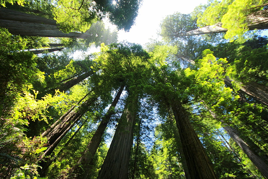 Looking Up At Giant Redwood Trees In A Lush Green Forest