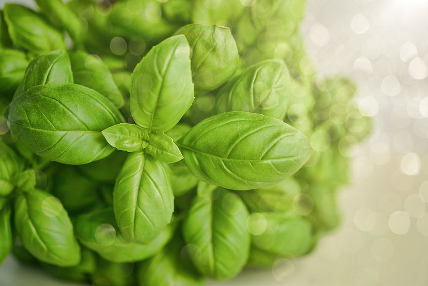 Fresh Green Basil Leaves with Bokeh Background