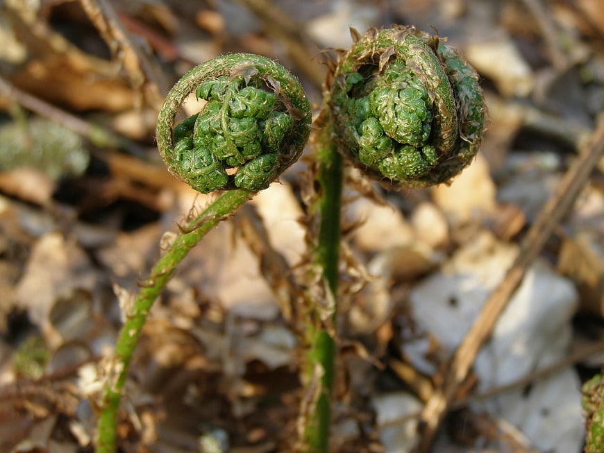 Close-up of two green fern fiddleheads emerging from forest floor