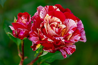 Close-up of vibrant red and white speckled rose bloom