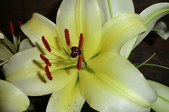 Close-up of a yellow lily flower with red stamens