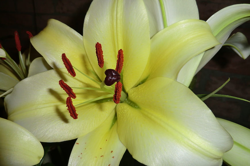 Close-up of a yellow lily flower with red stamens