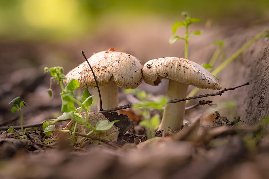 Close-up of two wild mushrooms growing in forest soil