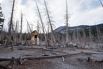 Abandoned wooden cabin in a burnt forest landscape