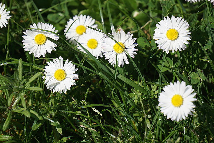 White Daisies Blooming in Green Grass