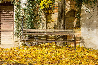 Rustic wooden bench in autumn garden with yellow leaves